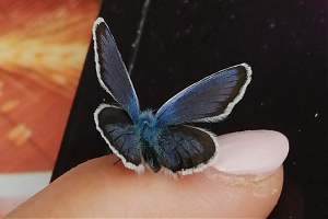 egyéni foglalkozások -